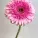 Цветы поштучно