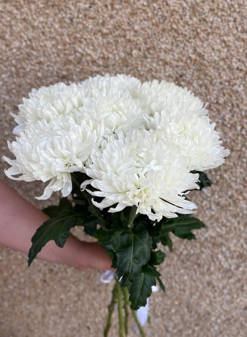 7 одноголовых хризантем   от интернет-магазина цветов в 