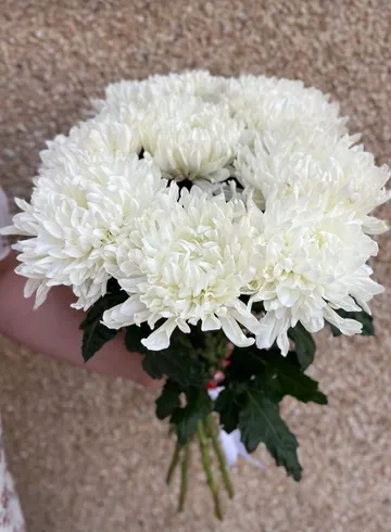 9 одноголовых хризантем  от интернет-магазина цветов в 