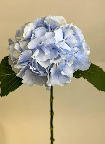 Голубая гортензия от интернет-магазина цветов в 