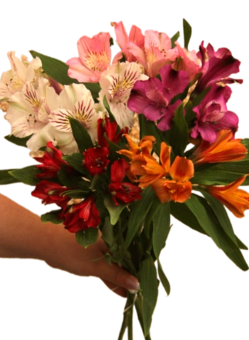 5 альстромерий под ленту  от интернет-магазина цветов в 