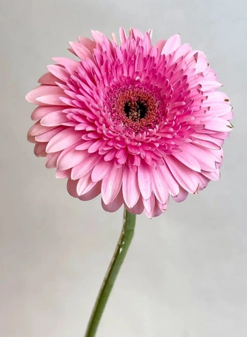 Гербера розовая от интернет-магазина цветов в 