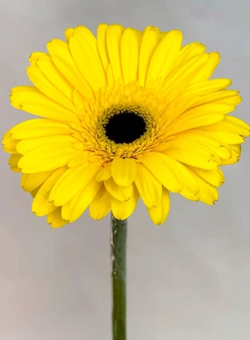 Гербера желтая от интернет-магазина цветов в 