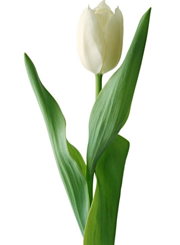 Белый тюльпан  от интернет-магазина цветов в 