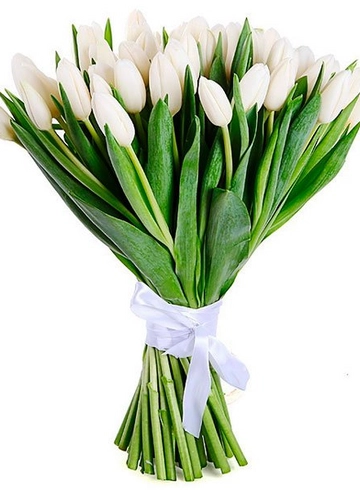 51 белый тюльпан  от интернет-магазина цветов в 