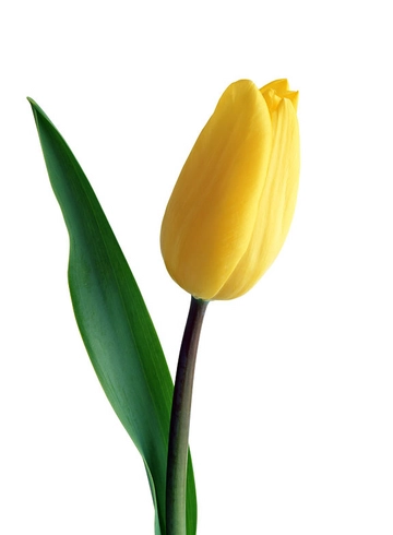 Желтый тюльпан от интернет-магазина цветов в 