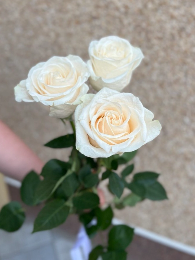 3 белых роз от интернет-магазина цветов в 