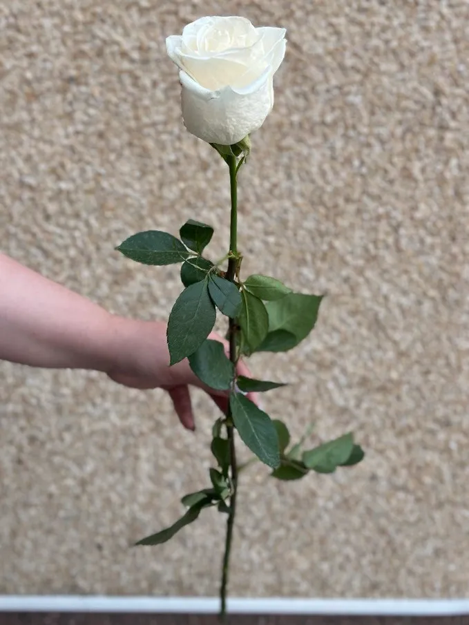 Роза белая  от интернет-магазина цветов в 