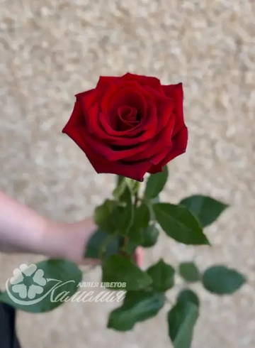 Роза Экспловер 80см от интернет-магазина цветов в 