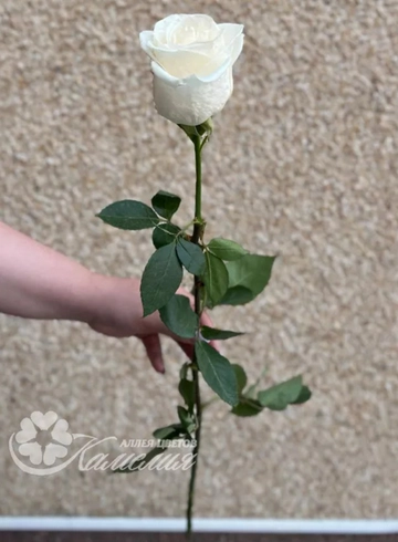 Роза белая 80см от интернет-магазина цветов в 